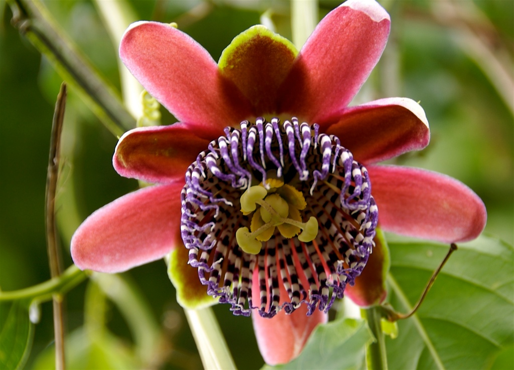 passion_flower