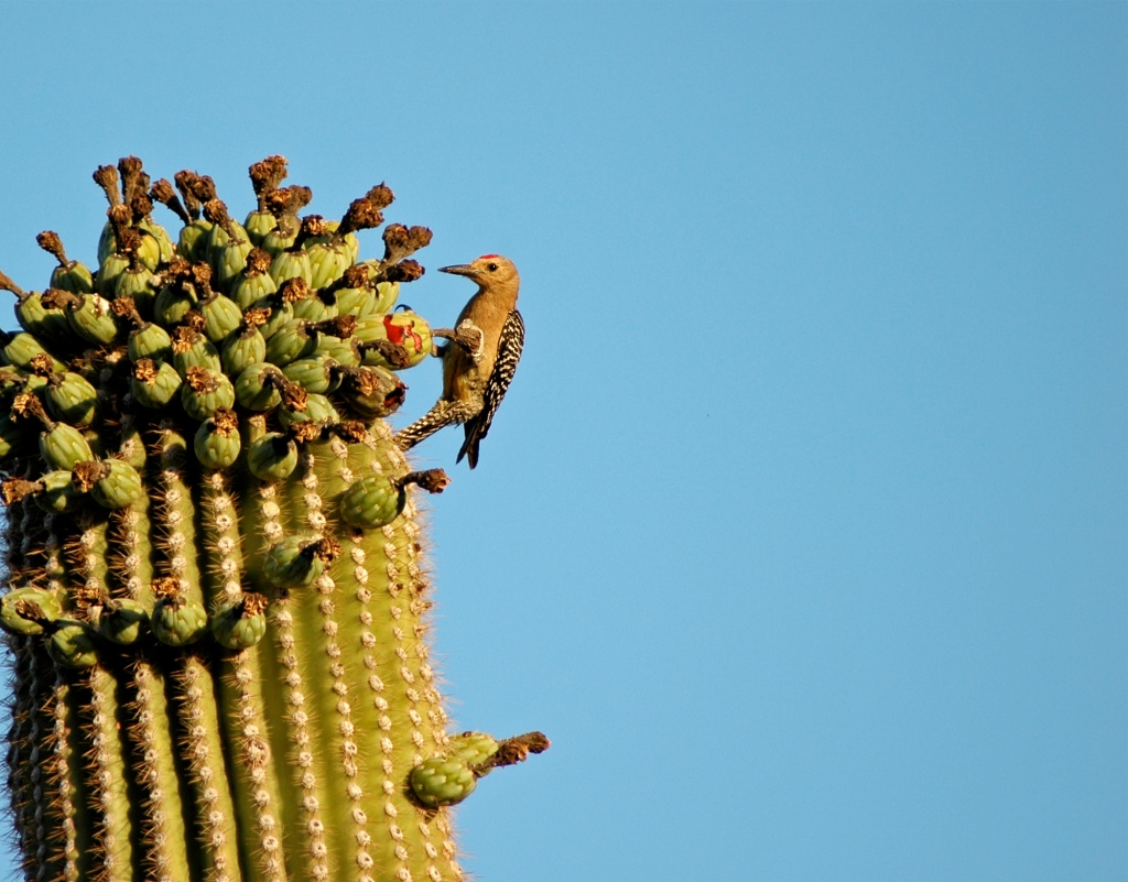 saguaro_bird